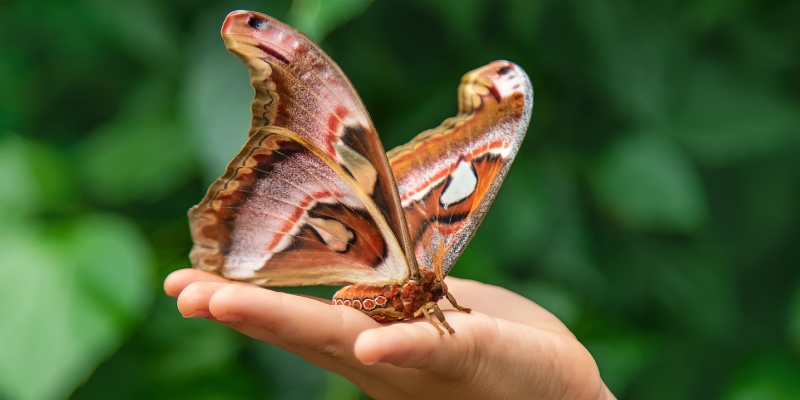 A person displays a large moth on their hand, showcasing the beauty of Butterfly World in Fort Lauderdale.